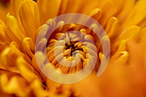 Orange autumn color macro of Chrysanthemum flower