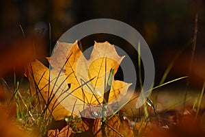 Orange autumn fallen maple leaf on ground