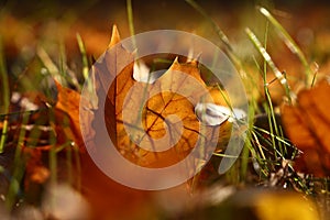 Orange autumn fallen maple leaf on ground