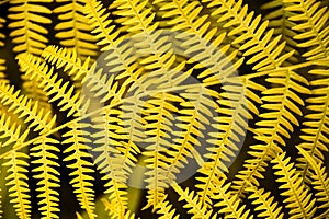 Orange autumn fern leaves close up view