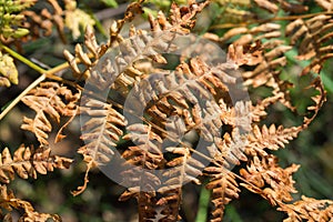 Orange autumn fern leaves closeup