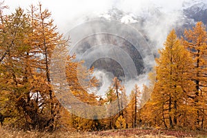 Orange Autumn Larch trees forest with fog above