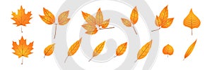 Orange autumn leaf icon. Motley yellow leaf glyph