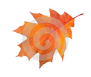 Orange autumn leaf of Northern Red Oak isolated on a white background