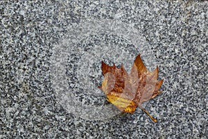 Orange autumn leaf with raindrops on a marble slab. Loneliness and sadness. Close-up. Space for text