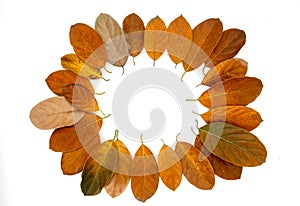 Orange autumn leaf on white background. Seasonal frame top view photo. Fall season flat lay with orange leaves