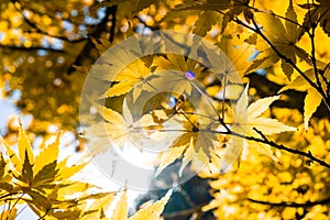 Orange autumn leafs.