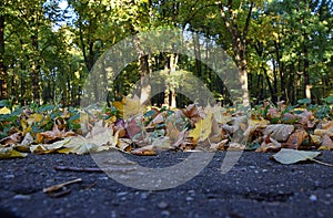 Orange autumn leaves on asphalt, Autumnal Park.