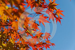 Orange autumn leaves with clear sky background