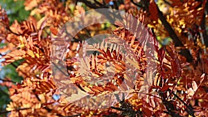 Orange autumn leaves of Mountain ash tree waving on the wind