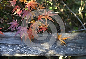 Orange autumn leaves on old wood background, beautiful background