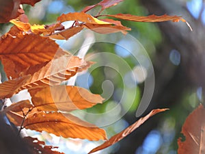 Orange autumn leaves before they're gone...