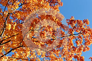 Orange autumn maple foliage against blue sky. Autumn landscape.