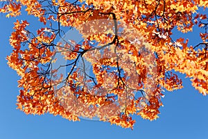 Orange autumn maple foliage against blue sky. Autumn landscape.