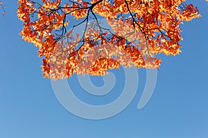 Orange autumn maple foliage against blue sky. Colorful Autumn Leaves.