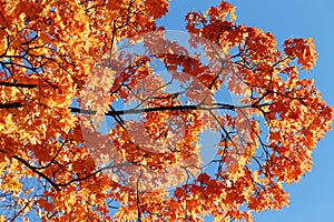 Orange autumn maple foliage against blue sky. Colorful Autumn Leaves.