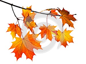 Orange autumn maple leaves isolated on white