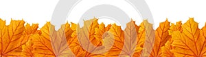 Orange autumn maple leaves, panoramic view