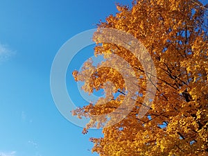 Orange autumn maple tree