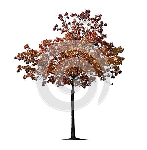 Orange autumn maple tree isolated  on white background