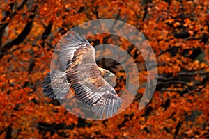 Orange autumn scene with bird of prey. Face flight White-tailed Eagle, Haliaeetus albicilla, birds with autumn forest in