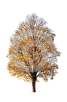 Orange autumn tree isolated on white