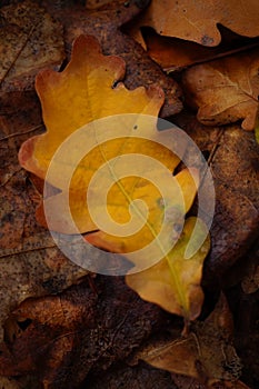 Orange autumnal oak leaf in the forest. Autumn natural background