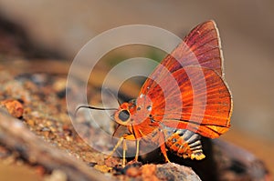 Orange Awlet butterfly photo