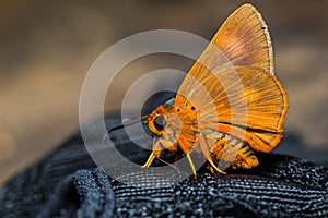 Orange Awlet butterfly photo