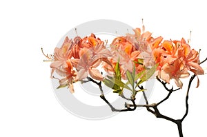 Orange azalea