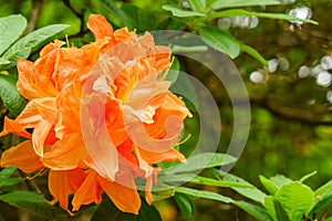 Orange Azalea flower in spring photo