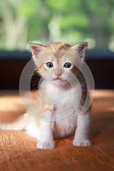 Orange baby kitten