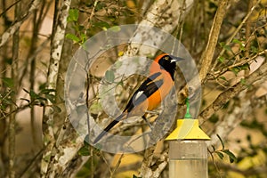 Orange-backed Troupial, Perched on Tree Branch,Front view