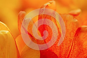 Orange background of macro tulip petals