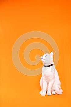 orange background with small white cat, straining to look up to the right photo