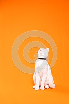 very small white cat curiously looks up, orange background photo