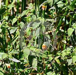 Orange Balsam - Impatiens capensis, Norfolk Broads, Norfolk, England, UK