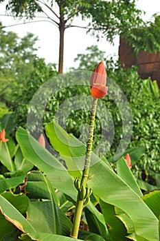 Orange banana flower (Musaceae) photo