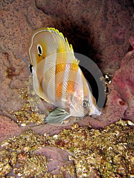 Orange-banded Coralfish