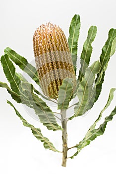 Orange banksia flower