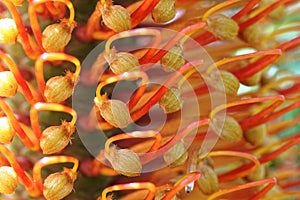 Orange Banksia flower spikes macro abstract nature patterns