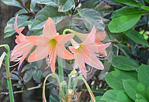 Orange Barbados Lily, Easter lily, Amaryllis lily flower blooms in the garden