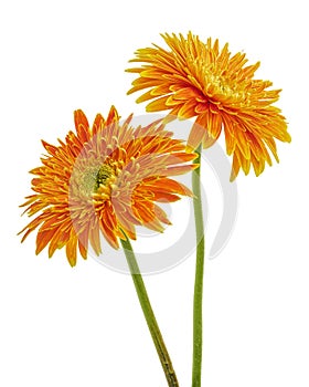 Orange Barberton daisy flower, Gerbera jamesonii, isolated on white background, with clipping path