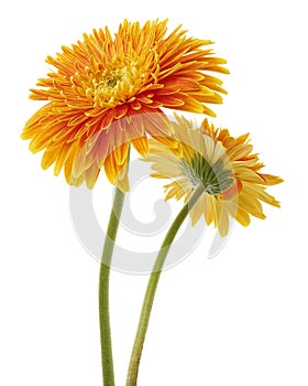 Orange Barberton daisy flower, Gerbera jamesonii, isolated on white background, with clipping path