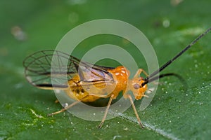 An orange barkfly on green leaf