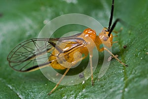 An orange barklouse/barkfly