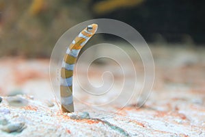 Orange-barred garden eel