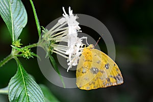 Orange-barred Sulfur butterfly