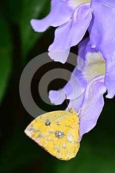 Orange-barred Sulfur butterfly