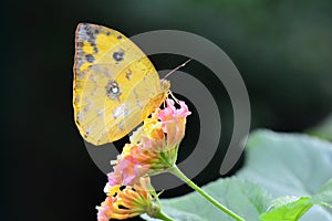 Orange-barred Sulfur butterfly